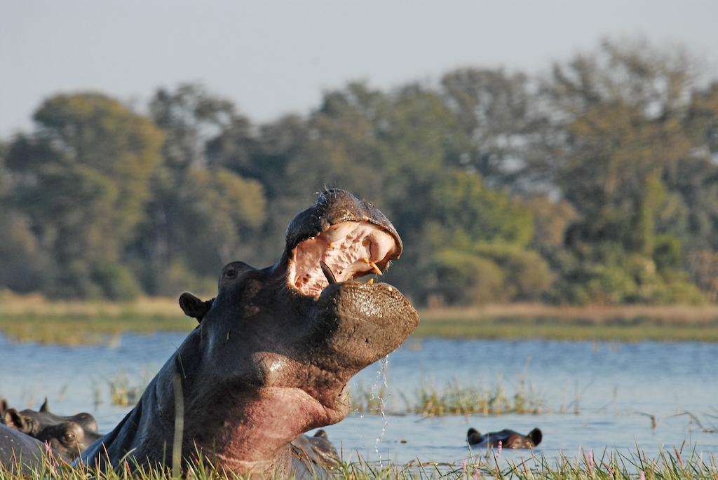 Divava Okavango Resort And Spa Bagani Exterior photo